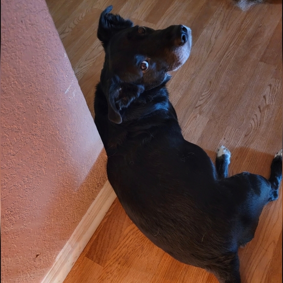 Meet AL & Leo - Picture 3 of 4